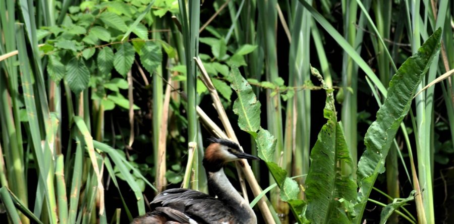 Boswandeling Warmond