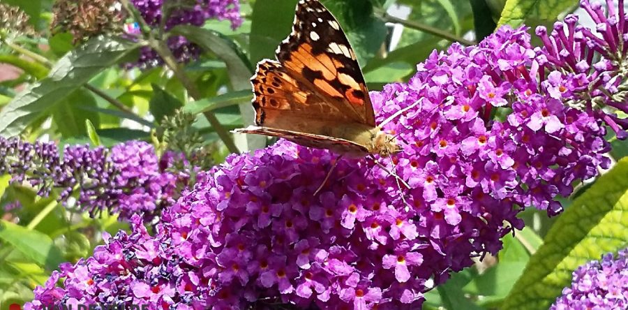 Harmony in de Vlinderstruik